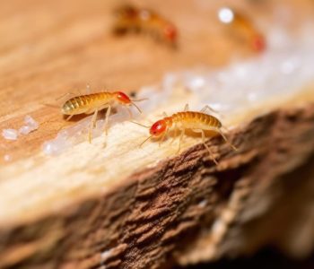 Eliminare gli insetti con antenne lunghe in casa: i segreti per dire addio una volta per tutte!
